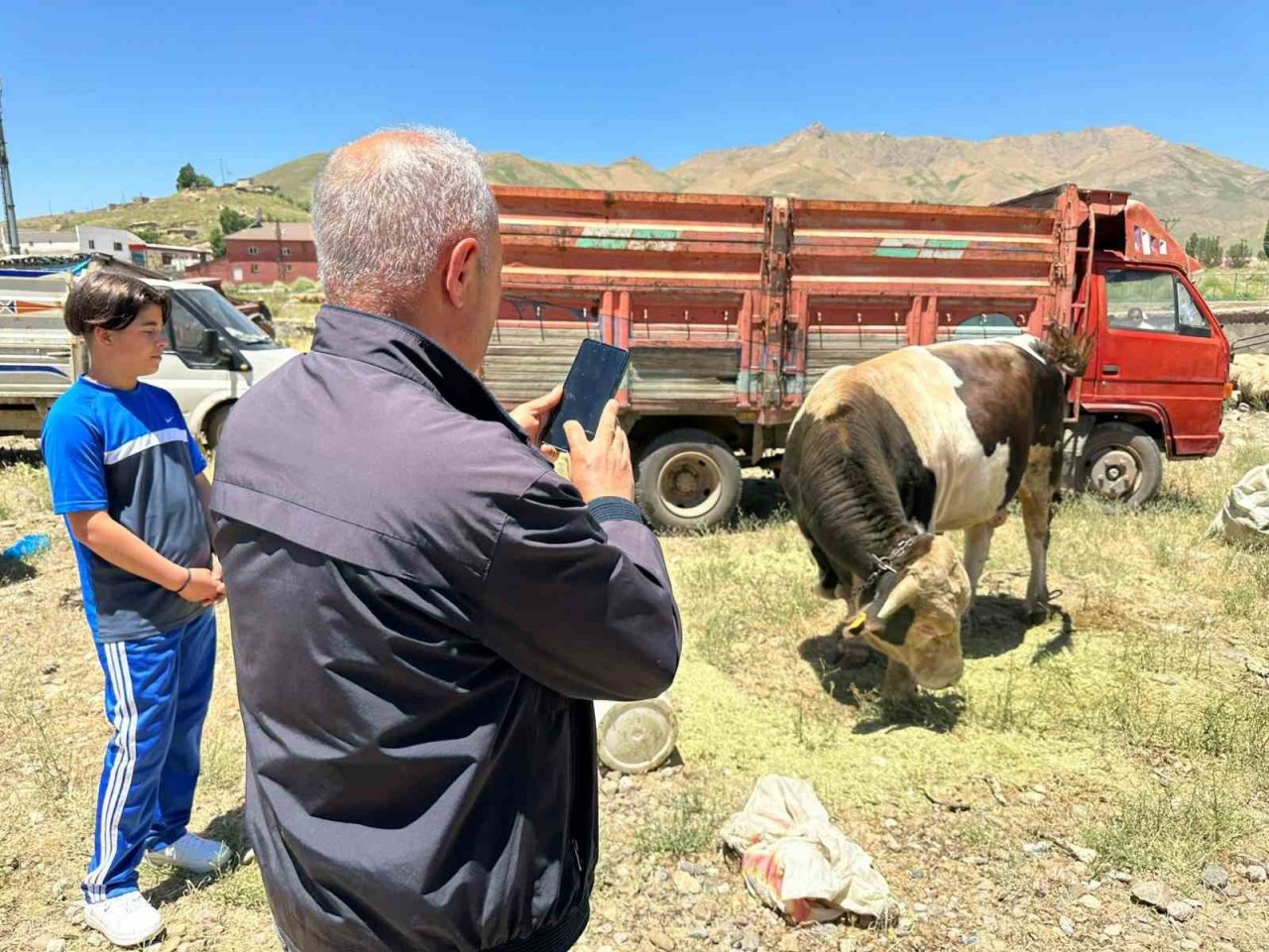 1 ton 100 kilogramlık ‘Paşa’ alacısını bekliyor