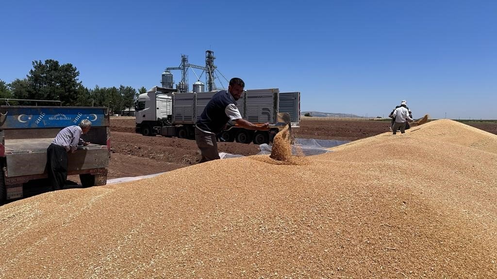 Ambarlar doldu, silolarda yer kalmayınca buğdaylar eski usülle saklanmaya başlandı