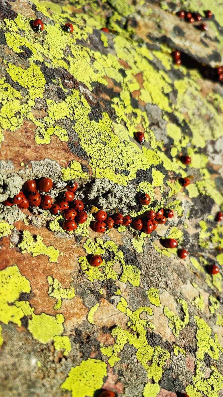 Kahramanmaraş’ta uğur böcekleri görsel şölen sunuyor