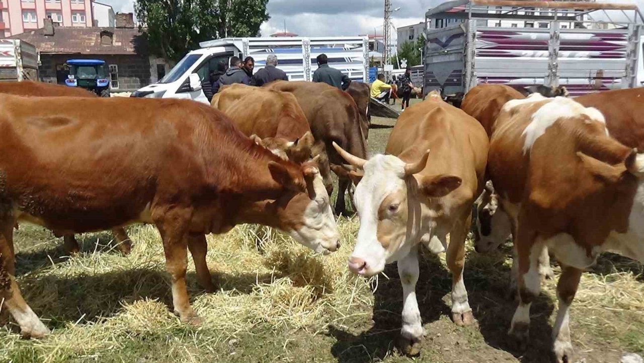 Kars’ta kurbanlık çok, alan yok