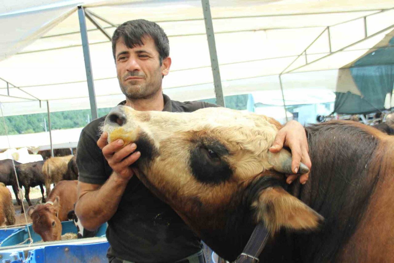 Kurbanlık büyükbaş hayvan seçerken nelere dikkat edilmeli