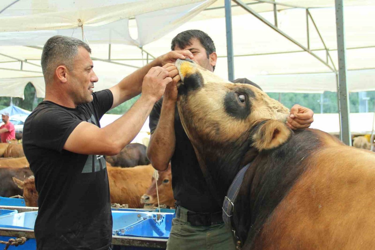 Kurbanlık büyükbaş hayvan seçerken nelere dikkat edilmeli