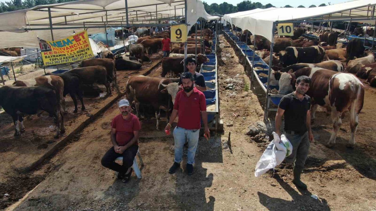 Kurbanlık büyükbaş hayvan seçerken nelere dikkat edilmeli