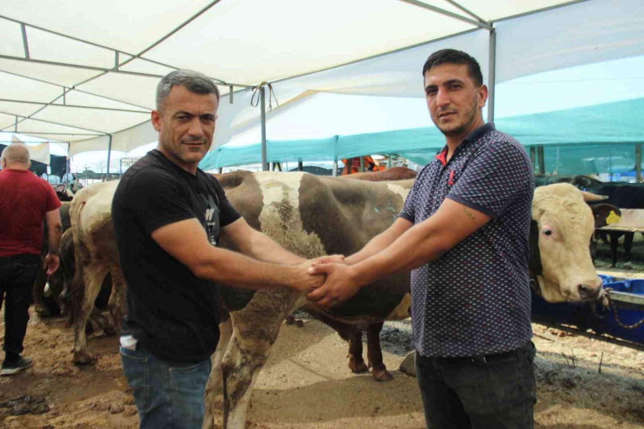 Kurbanlık büyükbaş hayvan seçerken nelere dikkat edilmeli