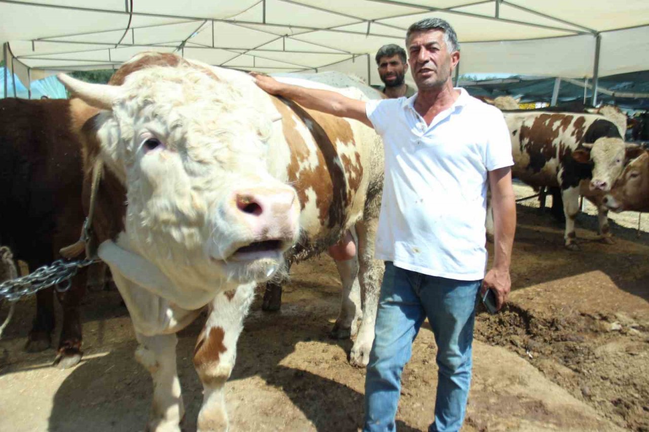 Kurbanlık büyükbaş hayvan seçerken nelere dikkat edilmeli