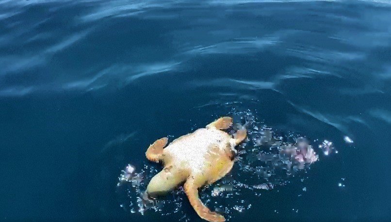 Kuşadası’nda deniz kaplumbağası ölü olarak bulundu
