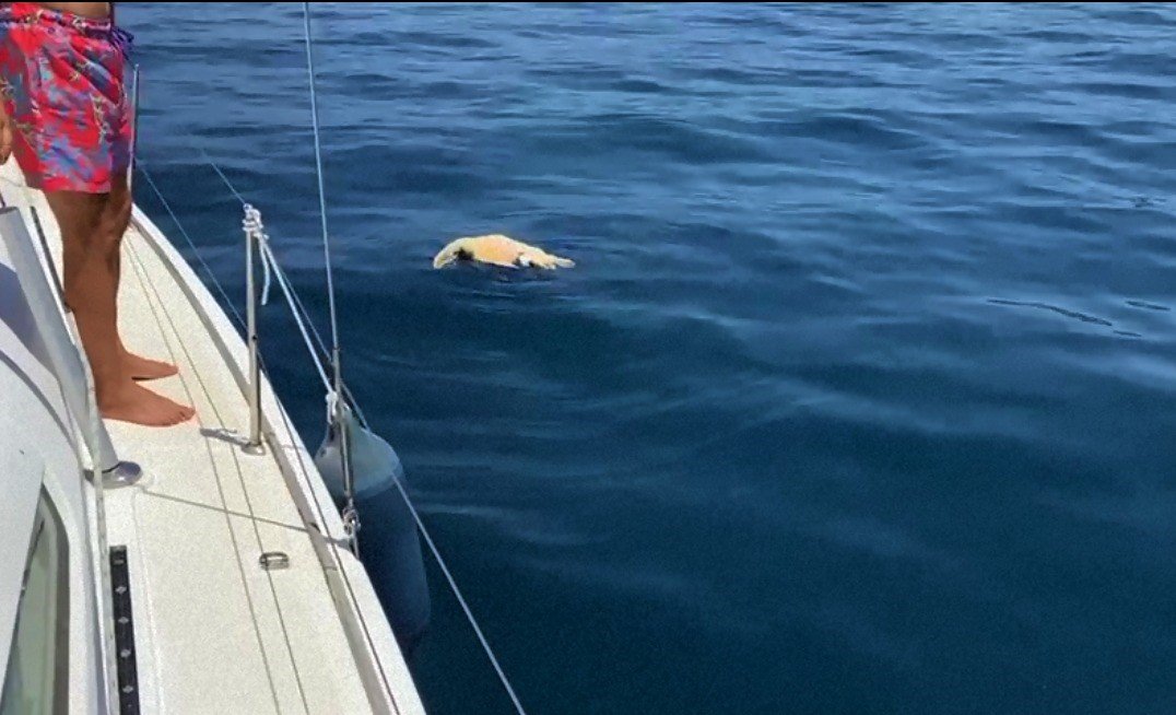 Kuşadası’nda deniz kaplumbağası ölü olarak bulundu