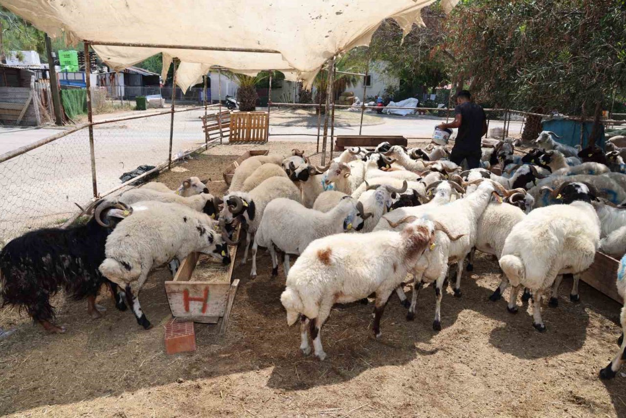 Marmaris zabıtasından bayram öncesi denetim