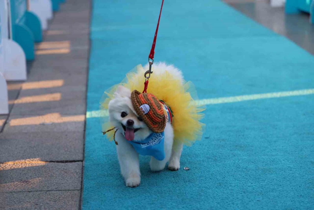 Marmaris’te patili dostlar festivalde buluştu