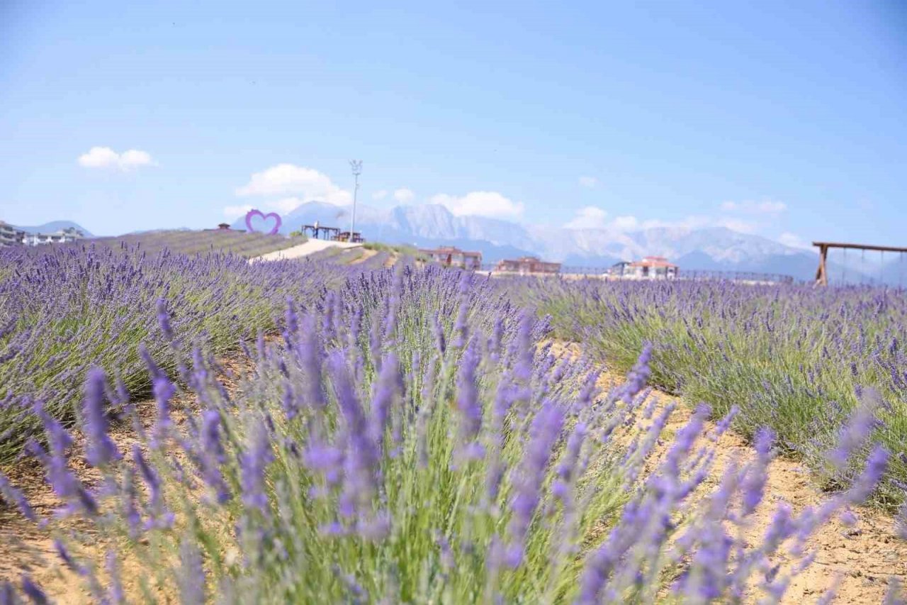 Merkezefendi’nin mor güzelliği