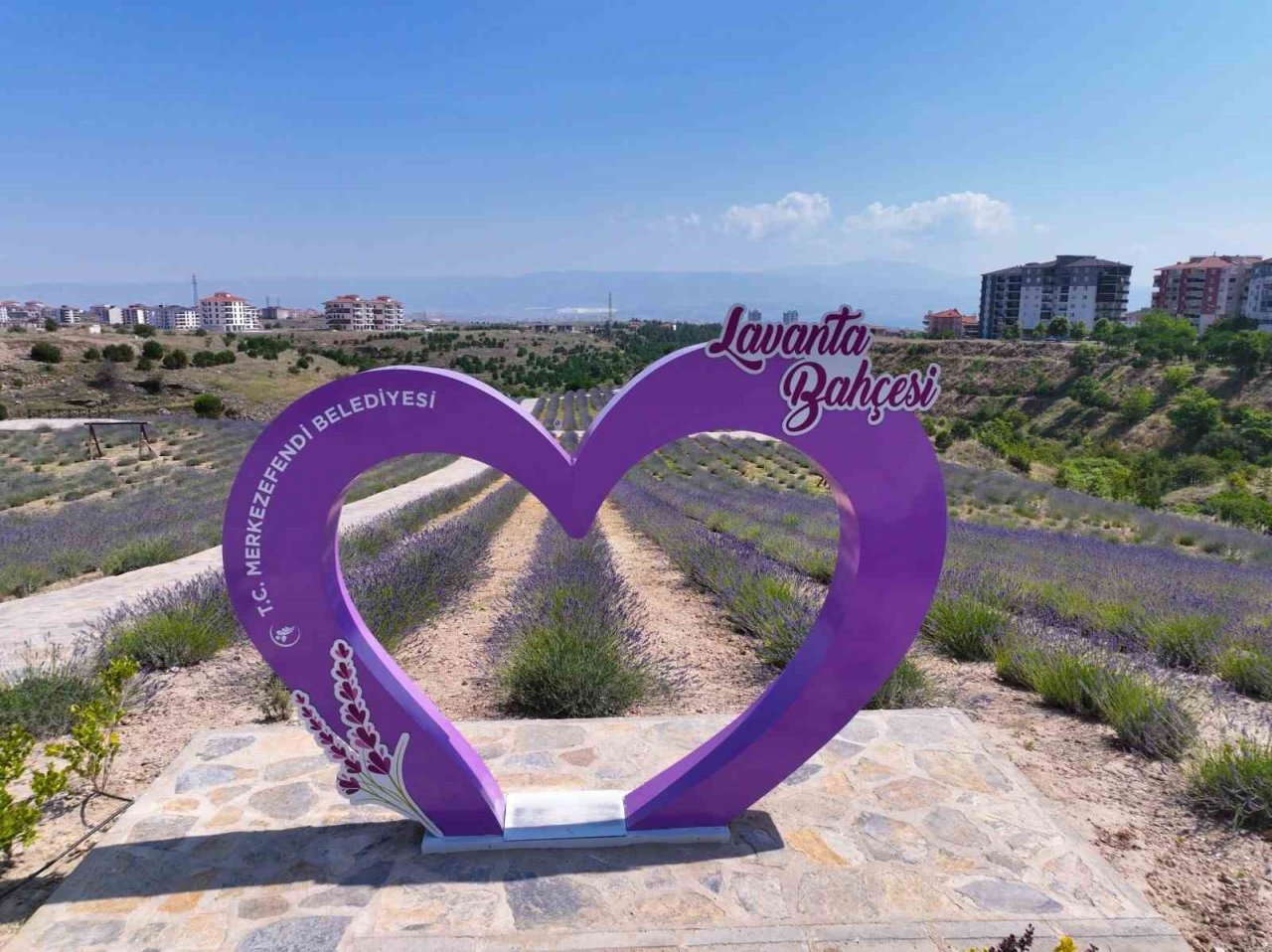 Merkezefendi’nin mor güzelliği