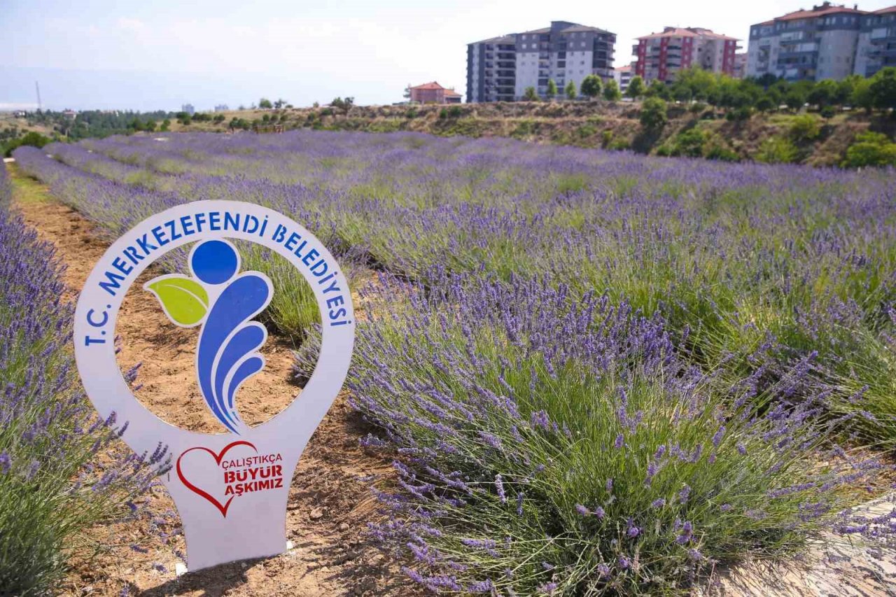 Merkezefendi’nin mor güzelliği