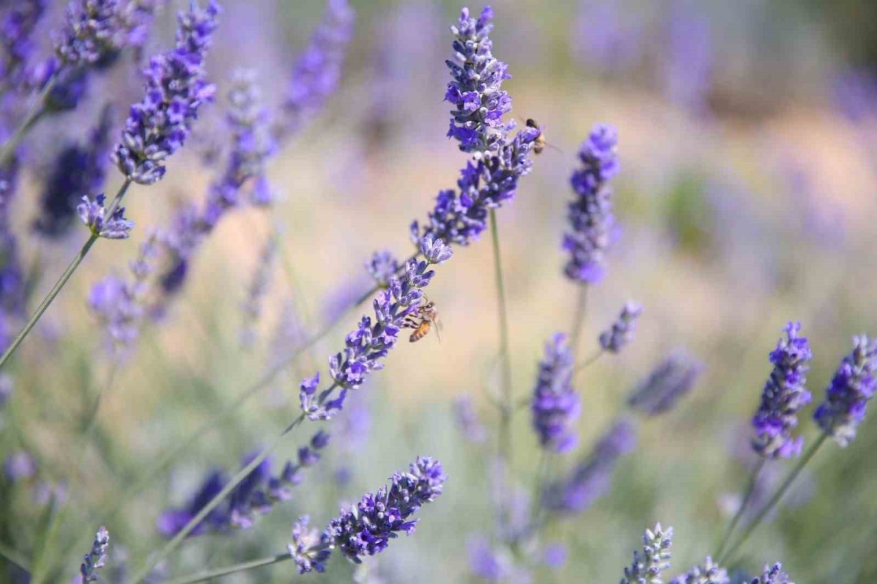 Merkezefendi’nin mor güzelliği