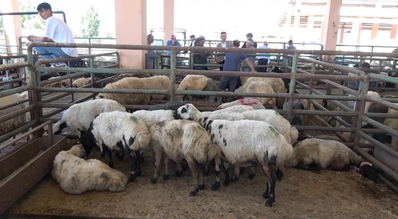 Hayvan pazarında sıkı pazarlıklar devam ediyor