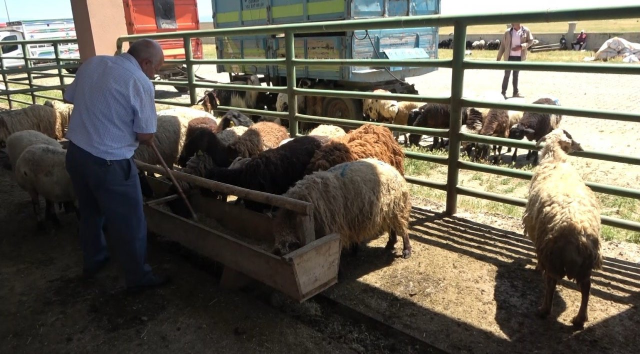 Hayvan pazarında sıkı pazarlıklar devam ediyor