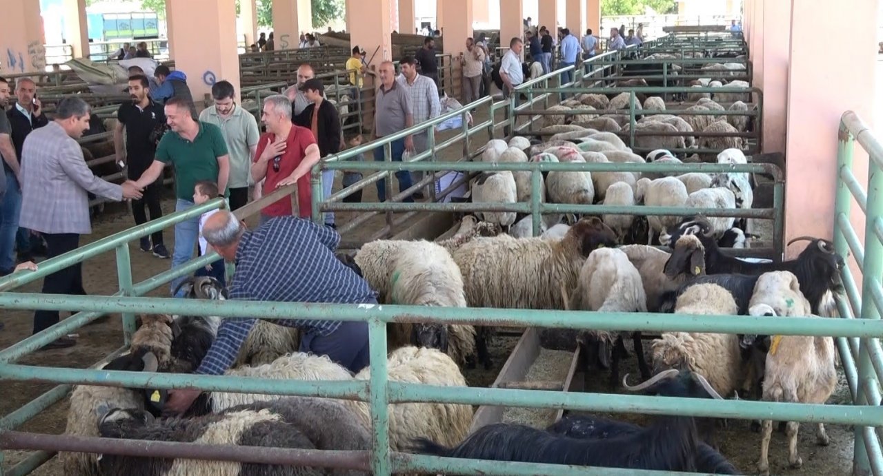 Hayvan pazarında sıkı pazarlıklar devam ediyor