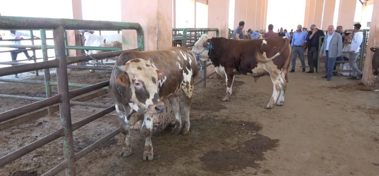 Hayvan pazarında sıkı pazarlıklar devam ediyor