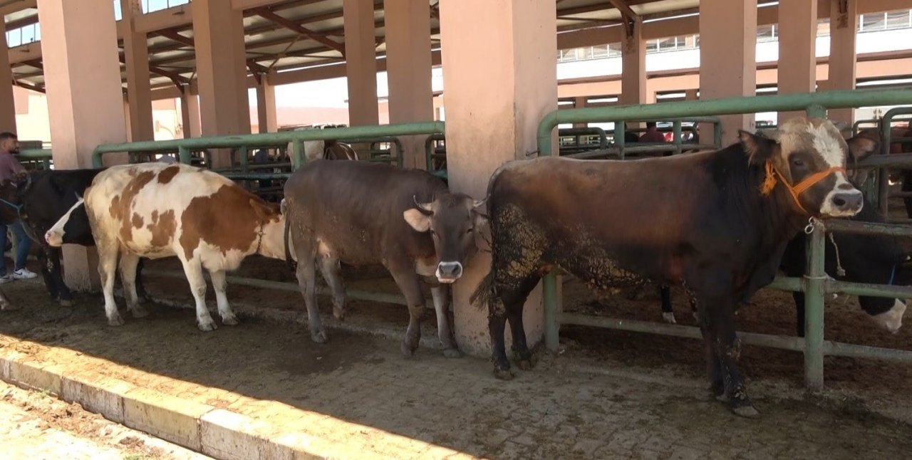 Hayvan pazarında sıkı pazarlıklar devam ediyor