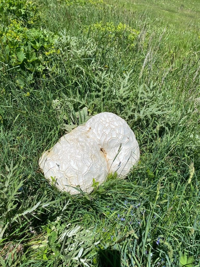 Bulduğunda kaya sandı, ne olduğunu anlayınca şok oldu