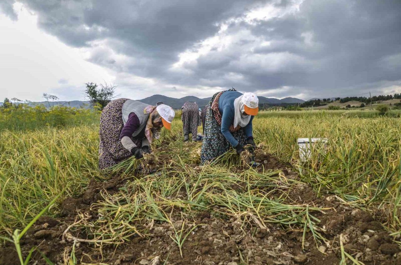 Sarımsak işçilerinin günlük yevmiyesi 300 lira olarak belirlendi