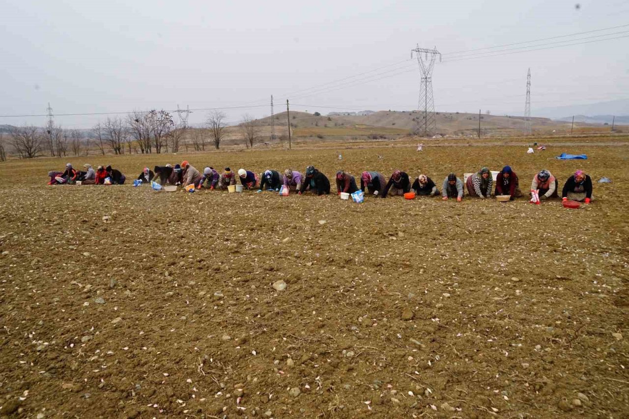 Sarımsak işçilerinin günlük yevmiyesi 300 lira olarak belirlendi
