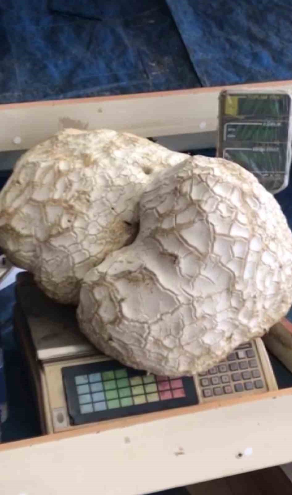 Bulduğunda kaya sandı, ne olduğunu anlayınca şok oldu