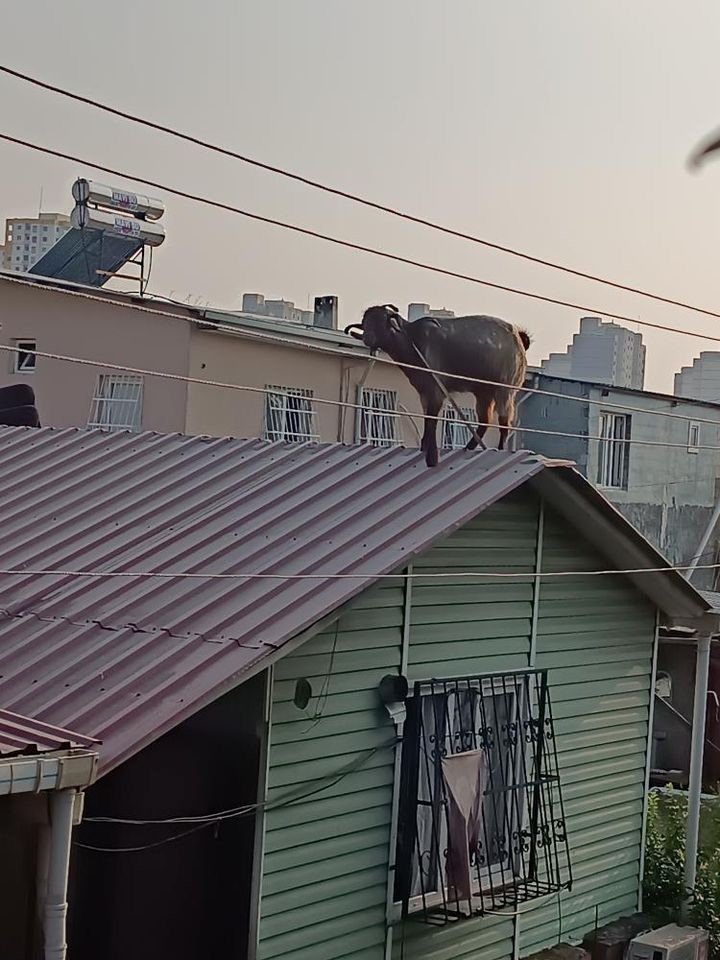 Adana’da kurbanlık keçi çatıya kaçtı