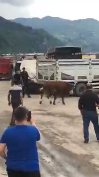 İpini koparan boğa Hopa’da kurban pazarını birbirine kattı
