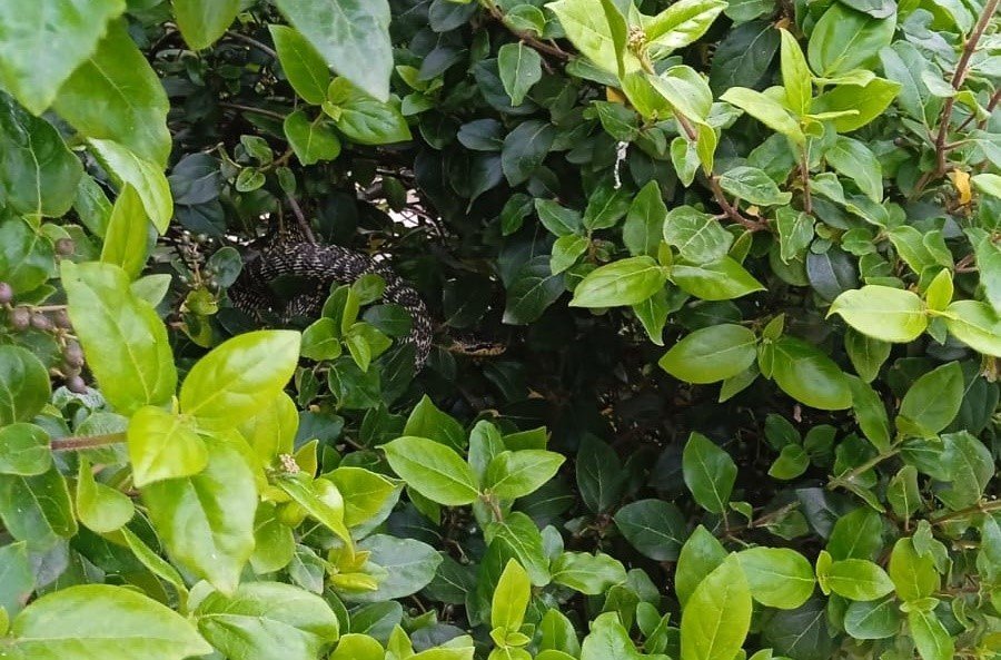 Çan’da itfaiye ekipleri yol kenarında yakaladıkları yılanı doğal ortamına bıraktı