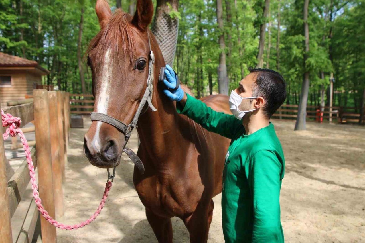 Avrupa’nın en büyük doğal yaşam parkı Ormanya, bayrama hazır
