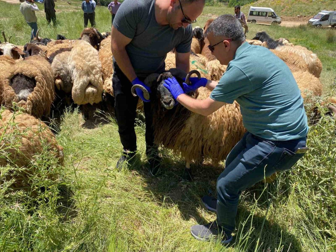 Hakkari’de kurbanlıklar sağlık taramasından geçirildi