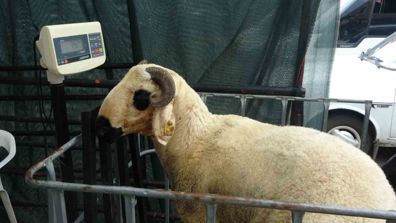 Kurbanlıklar Adana usulü taşındı