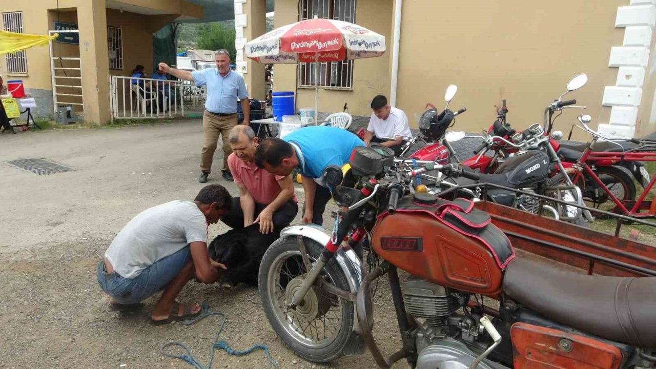 Kurbanlıklar Adana usulü taşındı