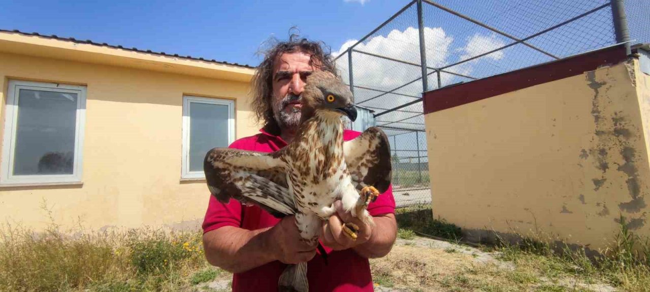 Van’da tedavileri tamamlanan arı şahinleri doğaya bırakıldı