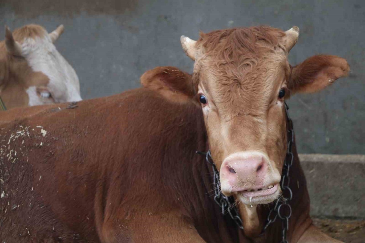 Kurban pazarlarında arefe yoğunluğu