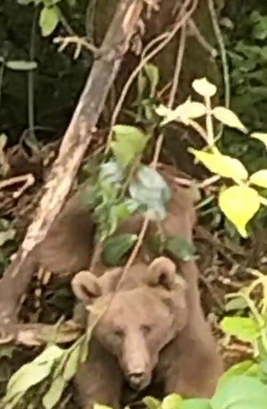 Kovanlara ulaşmak isteyen ayı çelik tellere dolandı
