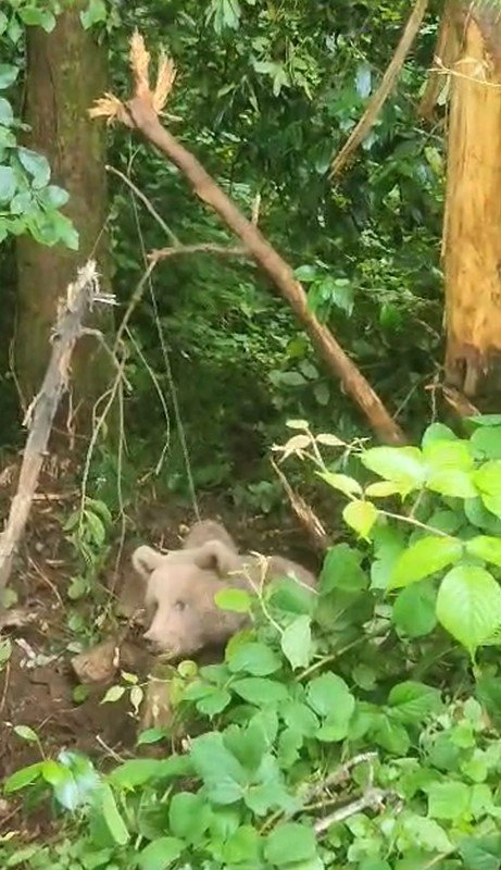 Kovanlara ulaşmak isteyen ayı çelik tellere dolandı