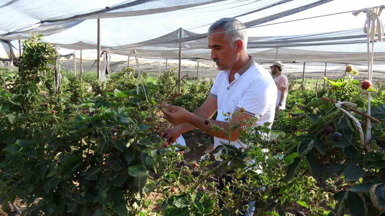 Siirt’ten 34 ülkeye böğürtlen ihraç ediliyor