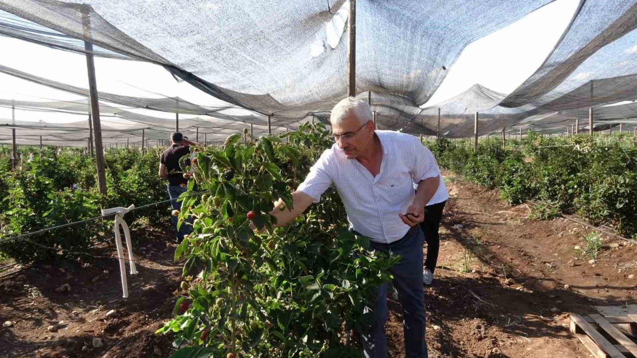 Siirt’ten 34 ülkeye böğürtlen ihraç ediliyor