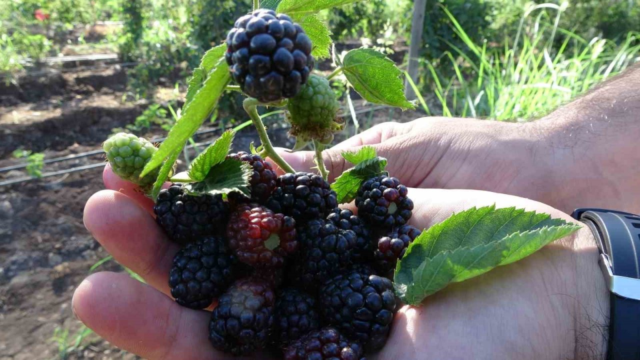 Siirt’ten 34 ülkeye böğürtlen ihraç ediliyor