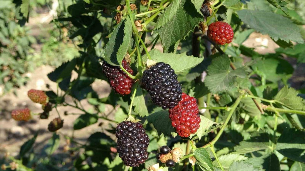 Siirt’ten 34 ülkeye böğürtlen ihraç ediliyor
