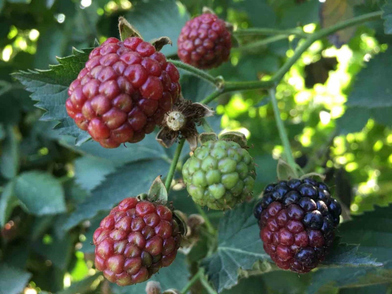 Siirt’ten 34 ülkeye böğürtlen ihraç ediliyor