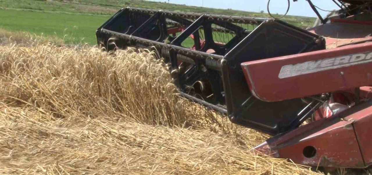 Edirne’de buğday hasadı başladı, ilk hasat yapıldı