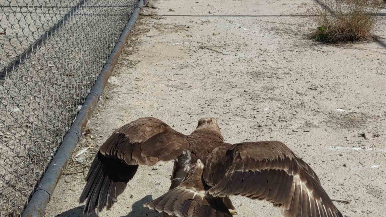 Van’da tedavileri tamamlanan arı şahinleri doğaya bırakıldı