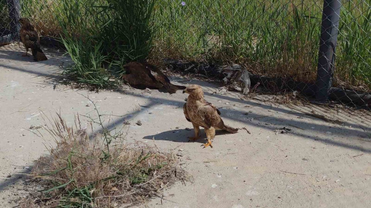 Van’da tedavileri tamamlanan arı şahinleri doğaya bırakıldı