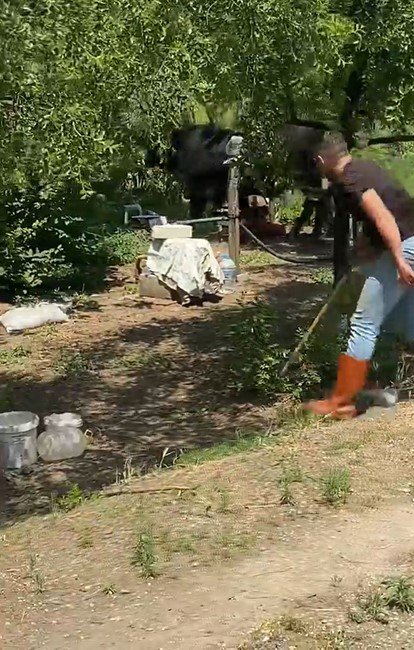 Yalova’da kaçan boğa 1 saatlik kovalamacanın ardından yakalandı