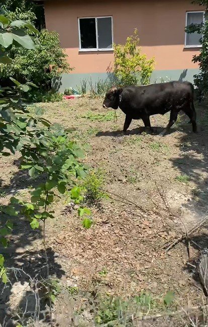 Yalova’da kaçan boğa 1 saatlik kovalamacanın ardından yakalandı