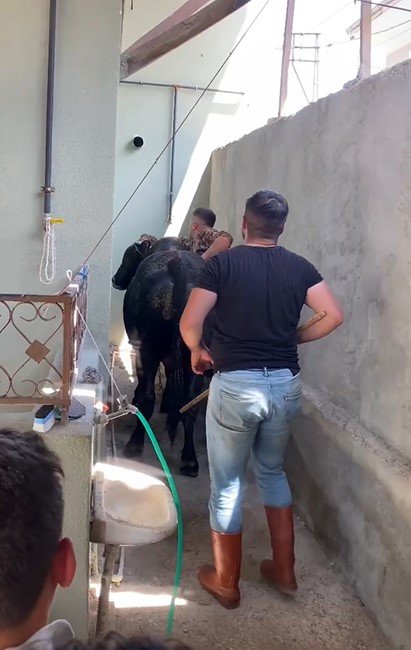 Yalova’da kaçan boğa 1 saatlik kovalamacanın ardından yakalandı