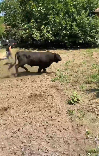 Yalova’da kaçan boğa 1 saatlik kovalamacanın ardından yakalandı