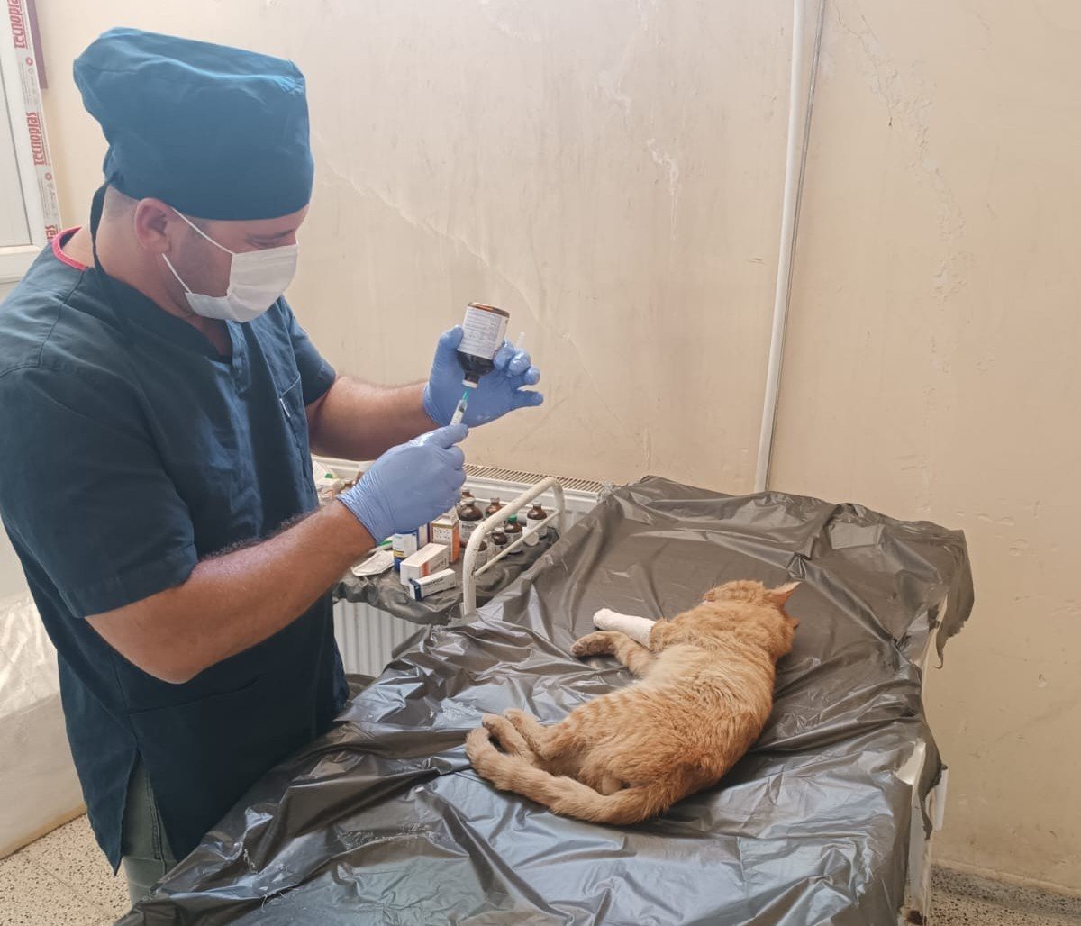 Bayramda sokak hayvanları unutulmadı